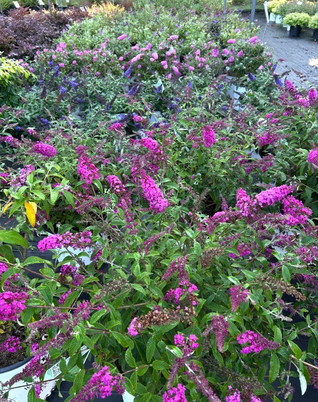 Magenta butterfly bush in bloom at the nursery