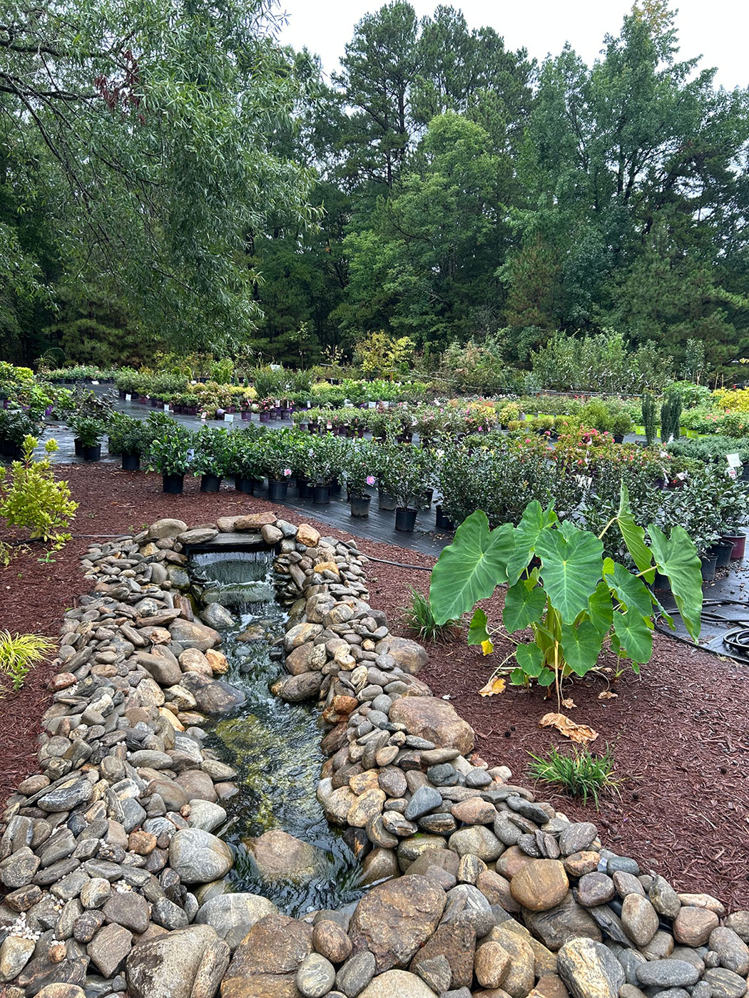 Rows of nursery shrubs and trees beside a stone water feature at the new 6-acre Rolling Hills location